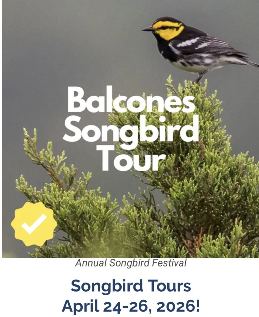 2026 Balcones Songbird Festival