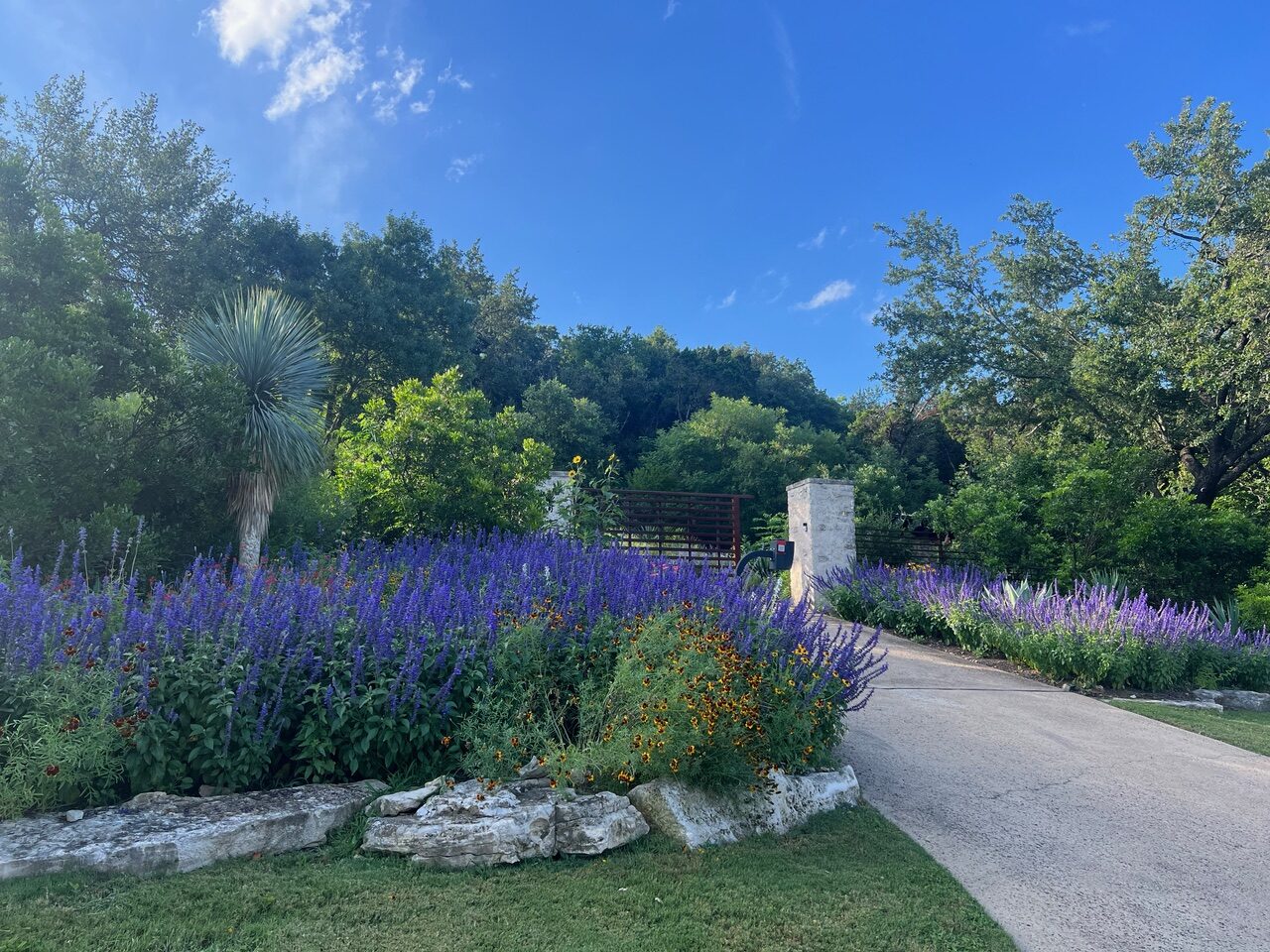 Purple salvias, Yucca rostrata, and Mexican hat grace at the entrance to the Burrus’ home