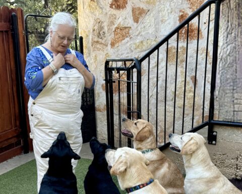 Cheryl White training at the Dog Alliance