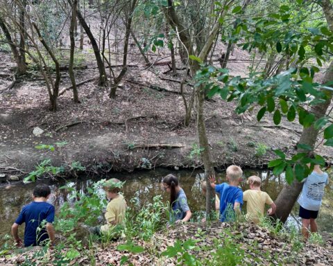 A group of first graders plays near the creek in Reed Park. Clearing of invasives such as poison ivy has allowed for more play in woodland areas of Reed Park